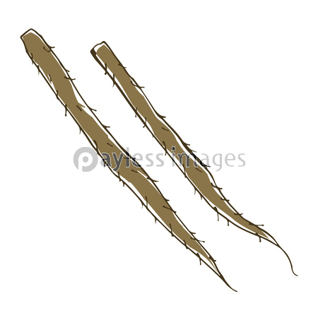 ごぼう 野菜の手描きスケッチイラスト ストックフォトの定額制ペイレスイメージズ