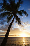 Maui+sunset+with+palm+tree.