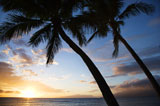 Maui+sunset+with+palm+trees.
