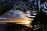 Maui+sunset+with+palms.