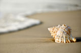 Seashell+on+beach.