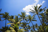 Palm+trees+and+blue+sky.
