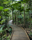 Boardwalk+in+rainforest.