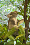 Koala+in+tree.