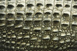 Crocodile+texture.