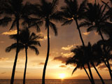 Maui+palm+trees+at+sunset.