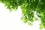 Green+leaves+on+white+background