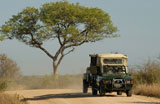 Africa+Safari+-+Kruger+National+Park+-+South+Africa