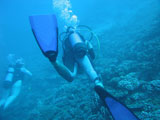Rear+of+a+young+woman+wearing+scuba+gear+swimming+underwater%2C+Moorea%2C+Tahiti%2C+French+Polynesia%2C+South+Pacific