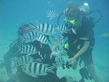 Underwater+view+of+a+young+couple+wearing+scuba+gear+playing+with+small+fishes%2C+Moorea%2C+Tahiti%2C+French+Polynesia%2C+South+Pacific
