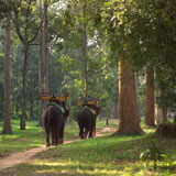Elephants+walking+down+path+in+forest+in+Cambodia