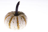 Close-up+of+a+pumpkin