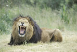 Lion+lying+in+a+field+and+yawning+%28Panthera+leo%29