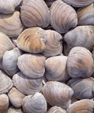 Close-up+of+a+heap+of+seashells
