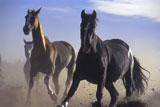 Three+horses+running+on+sand