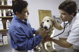 Male+veterinarian+examining+a+dog+with+a+man