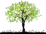 Tree+silhouette+old%2C+grass%2C+summer