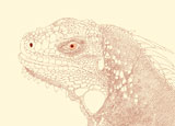 Detailed+editable+vector+illustration+of+an+iguana+head