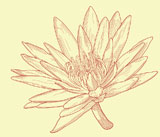 Editable+vector+illustration+of+a+water+lily+flower