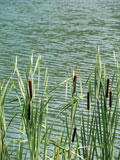 Stand+of+green+cattails
