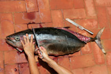 Bloody+Mediterranean+tuna+fish+preparation+after+catch
