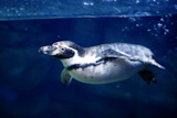 Blue+underwater+Penguin+swimming+under+water+surface+line%2C+nature