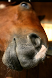 Funny+horse+portrait+with+mouth+close+to+camera