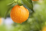 orange+fruit+hanging++tree+fresh+water+drops