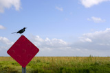 Blackbird+standing+over+traffic+red+sign+in+green+Everglades+