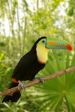 toucan+kee+billed+Tamphastos+sulfuratus+on+the+jungle