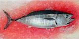 Bluefin+tuna+Thunnus+thynnus+saltwater+fish+bloody+ice