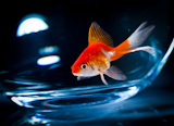 goldfish+floats+in+an+aquarium+on+a+dark+background