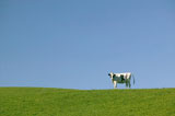 A+Cow+Standing+Alone+On+The+Horizon