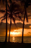 Sun+Setting+On+A+Beach+With+Palm+Trees