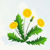 Summer background with yellow dandelions and green leaves.