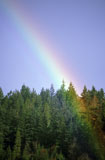 Rainbow+Over+Forest