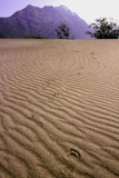 Footprints+in+Dunes+along+Copper+River