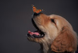 Golden+Retriever+With+Butterfly+on+his+Nose