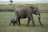 African+Elephant+Mother+and+Baby