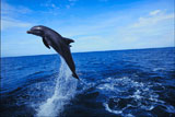 Bottle-nosed+Dolphin+jumping+in+water+%28Tursiops+truncatus%29