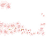 cherry blossom line