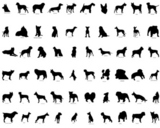Big+collection+vector+silhouettes+of+dogs+with+breeds+description