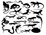 Set+of+black+vector+reptiles+on+the+white