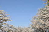 ��돫�