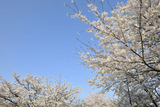 ��돫�