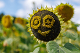 �餬�����Ƥ���ҥޥ��