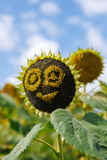 �餬�����Ƥ���ҥޥ��