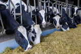 �¤򿩤٤��