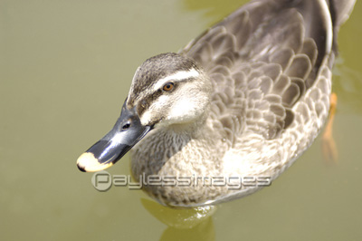 ���̤��⤫�֥���