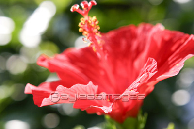 �ϥ��ӥ�����